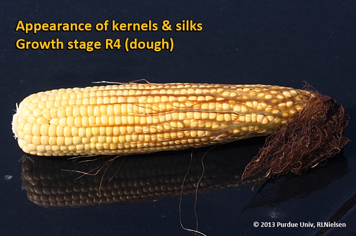 Appearance of kernels and silks. Growth stage R4 (dough).
