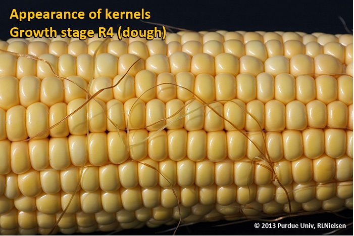 Appearance of kernels. Growth stage R4 (dough).