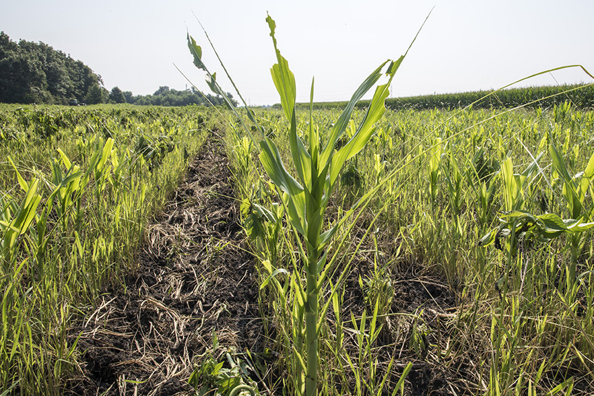 Armyworm Damage Article Tags Purdue University Pest Crop Newsletter