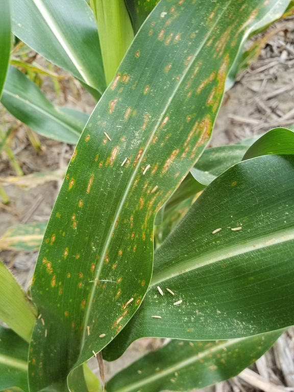 Fig 1. Grey leaf spot on lower leaves in canopy of a field of continuous, no-till corn. (Photo credit. Darcy Telenko)