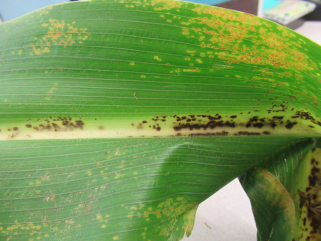 Fig. 3a. A close up of the small yellow spots and dark purple oval spots along leaf mid-rib. (Photo credit: PPDL)
