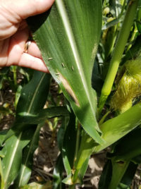 Update on Corn Diseases in Indiana | Purdue University Pest&Crop newsletter