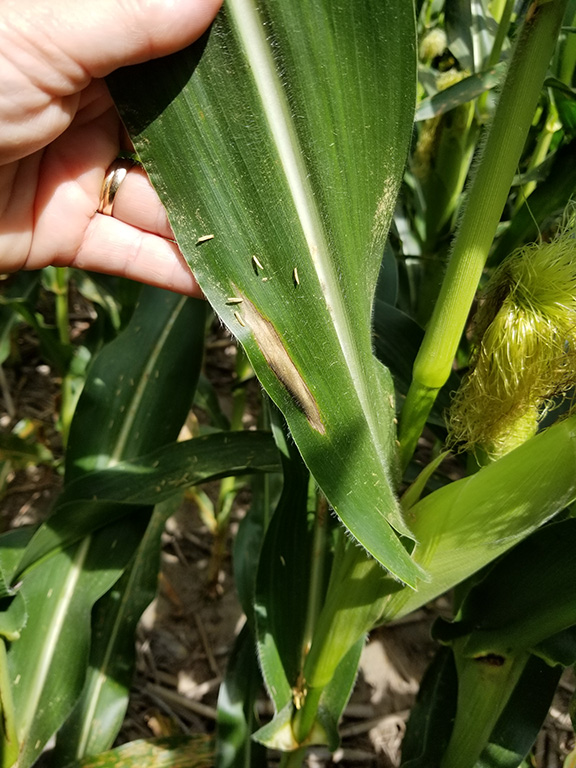 Fig. 4. Northern corn leaf blight. (Photo credit: Darcy Telenko)
