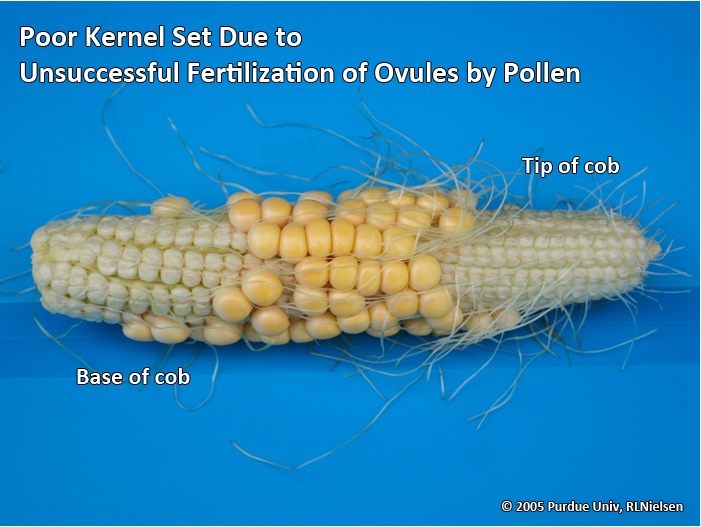 Poor kernel set due to unsuccessful fertilization of ovules by pollen.