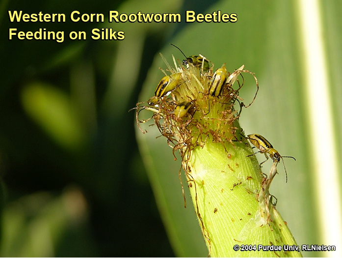 Western corn rootworm beetles feeding on silks.