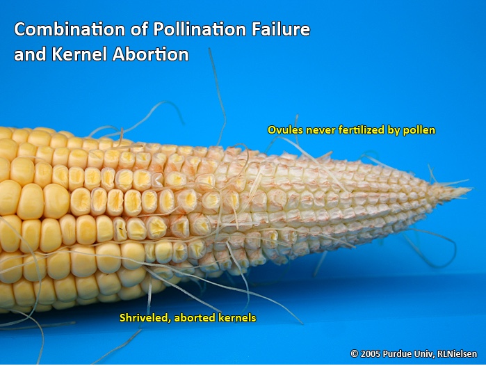 Combination of pollination failure and kernel abortion.