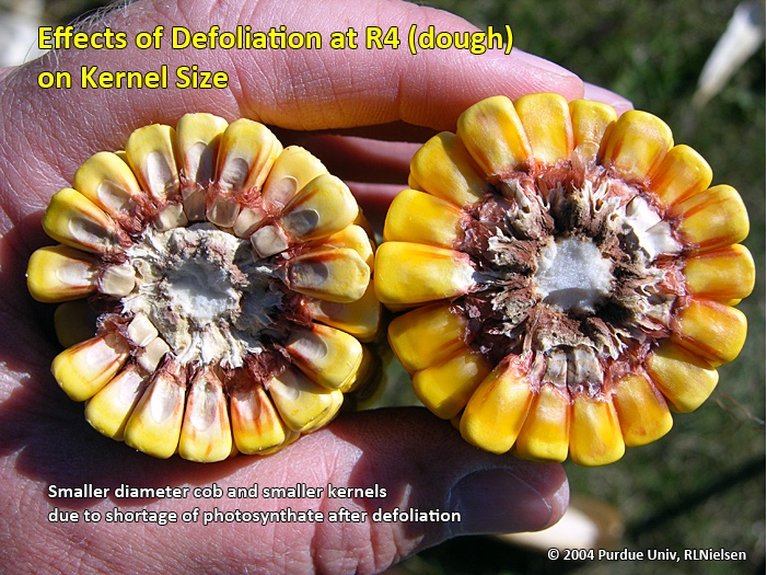 Effects of defoliation at R4 (dough) on kernel size.