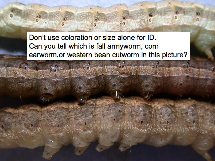 Don't use coloration or size alone for ID. Can you tell which is fall armyworm, corn earworm, or western bean cutworm in this picture?