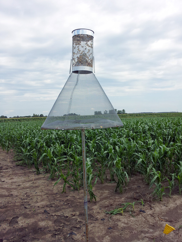 Hartstack trap for corn earworm in sweet corn field. (Photo credit: Kira Albright)