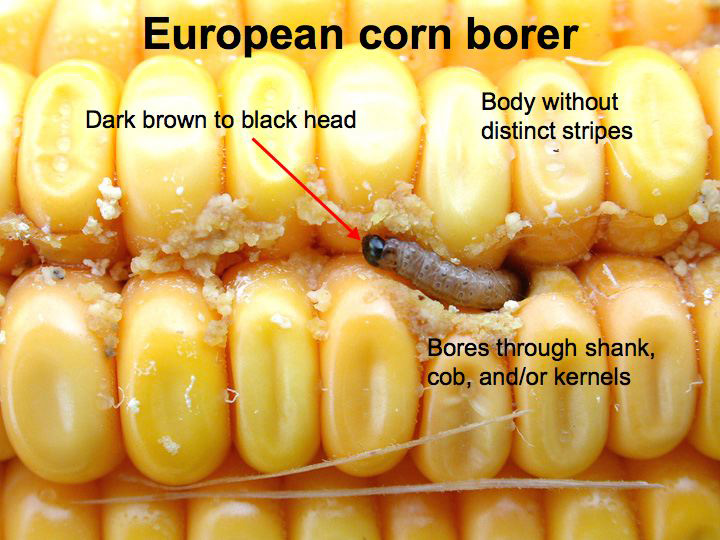 European corn borer.