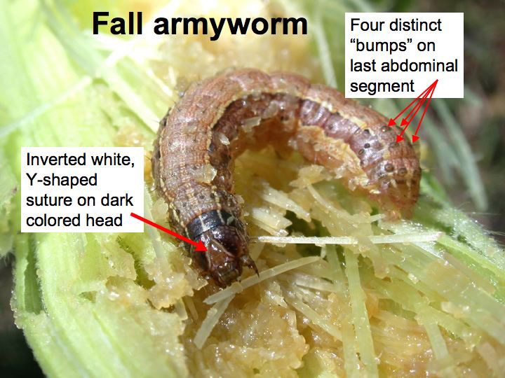 Fall armyworm.
