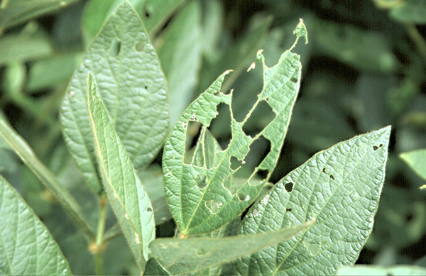 Typical green cloverworm leaf feeding.