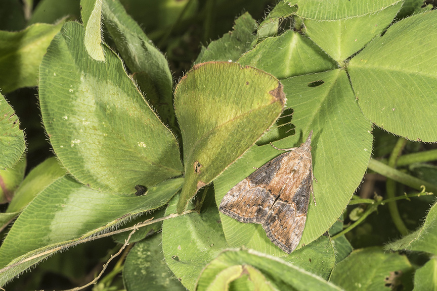 Green cloverworm moths have been a common sight around farmsteads lately.