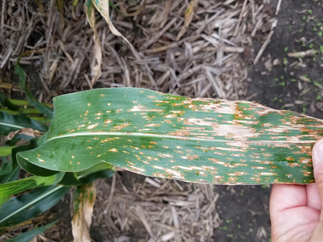 Example of Grey Leaf Spot