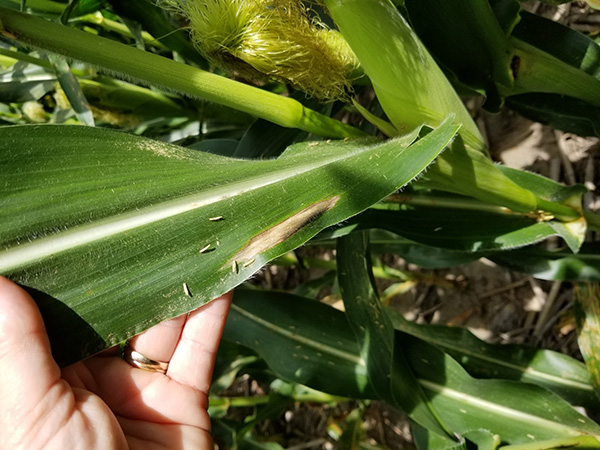 Figure 2. Northern corn leaf blight – cigar shaped lesion on corn. (Photo Credit: Darcy Telenko)