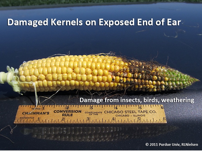 Damaged kernels on exposed end of ear.