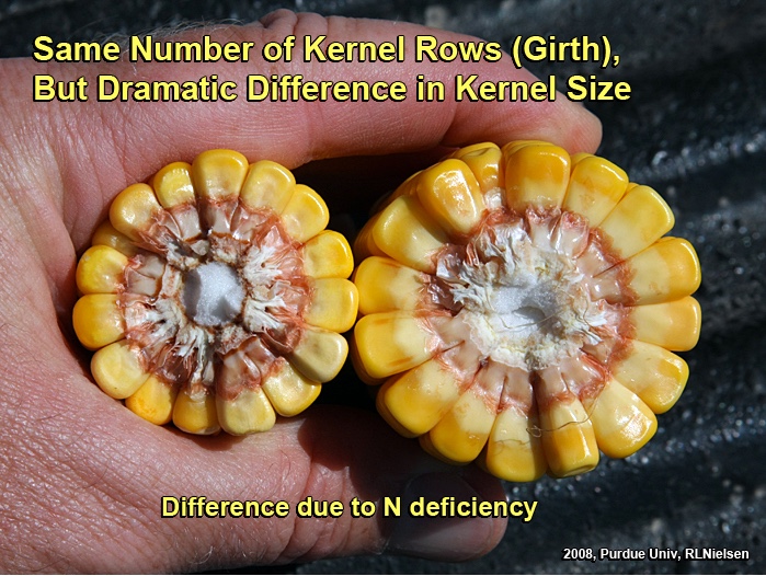 Kernel size differences due to N deficiency.