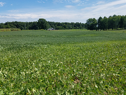 Figure 2. Highlighter green soybeans (N-deficient) in the foreground vs. healthy, dark green soybeans in the background. (Photo taken Aug. 27, 2018 in Warren County by Kelly Pearson, Purdue Extension: Warren County ANR).