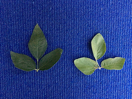 Figure 4. Taking proper leaf samples (most recent mature leaves are typically the 3rd to 4th trifoliate from the top of the plant) to help diagnose the N deficiency. LEFT – Healthy, soybean leaf. RIGHT – N-deficient soybean leaf due to poor nodulation and N fixation.