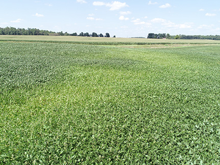Figure 3. Transition of dark green to highlighter green soybeans on the top of the hill down the slope near Columbia City on Aug. 23, 2018.