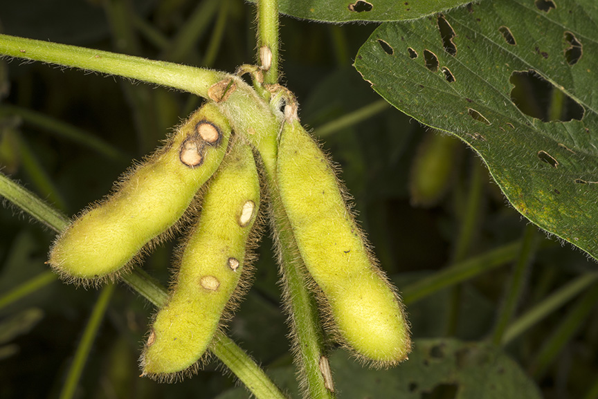 Bean leaf beetle foliage and pod feeding.