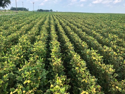 Figure 1. Soybean leaves expressing chlorosis to necrosis along the leaf margins of the uppermost leaves (youngest) during seed fill. Picture courtesy of Brian Mitchem in Allen County, IN. 