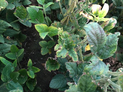 Figure 2. Severe potassium deficiency during soybean seed fill where the uppermost leaves appear tattered or ragged as the necrotic tissue of the leaf margins drop off. Picture courtesy of Brian Mitchem in Allen County, IN.