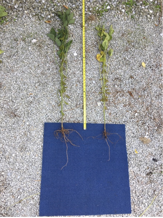 Figure 1. Representative plants that had adequate supply of N (left) and those that were deficient in N (and S). August 31, 2018 in Shelby County.