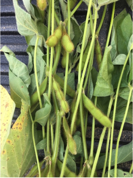 Figure 10. Two-bean pods and arrested seed fill (1- or 2- bean voids in a 3-bean pod) from the N-deficient soybeans pictured in Figure 6. Photo courtesy of Denny Cobb, Becks Hybrids. August 28, 2018 near Warsaw, IN.