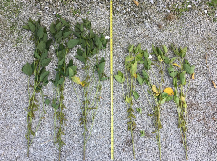 Figure 8. Representative plants that had adequate supply of N (left) and those that were deficient in N (and S). Yield estimate of 65 bu/ac (left) vs. 40 bu/ac (right). August 31, 2018 in Shelby County.