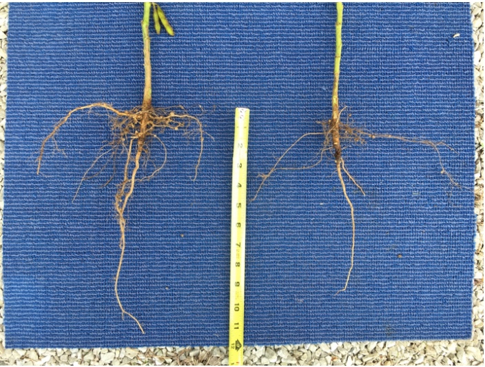 Figure 2. The root system of the healthy soybean (left) are more extensive with more nodules and greater nodule activity (i.e., pink interior that indicates N fixation). N-deficient soybean on the right has smaller root system (diameter of roots, evidence of root hairs, depth of taproot), very few nodules, and nearly no evidence of active N fixation. August 31, 2018 in Shelby County.