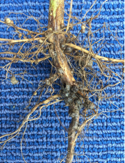 Figure 3. Poor nodulation and limited N fixation on the N-deficient soybeans. Oldest nodules (the ones initiated during seedling development) are dead and young nodules are limited in number and activity due to saturation conditions periodically throughout the growing season. August 31, 2018 in Shelby County.
