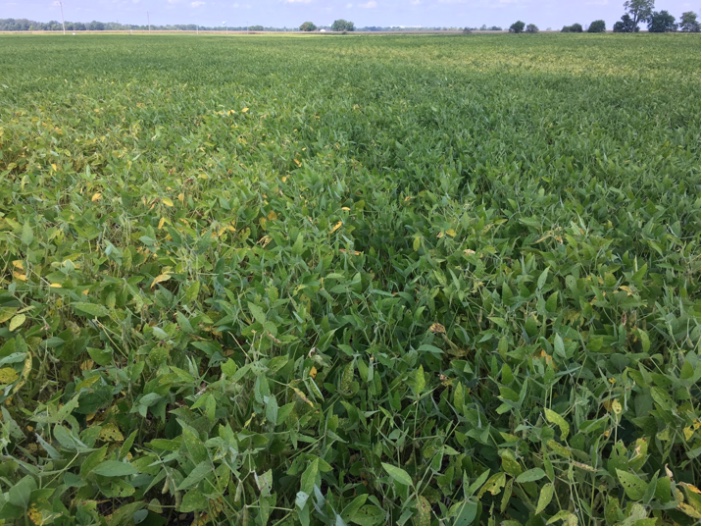 Figure 5. Field level picture of the transition from dark green, healthy soybeans to the highlighter green and yellowing soybeans. August 31, 2018 in Shelby County.