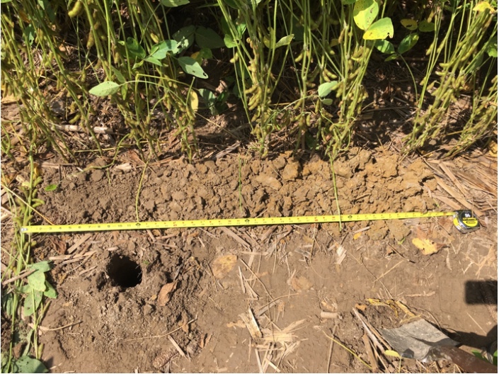 Figure 6. Soil profile to a depth of 48” in the middle of dark green, healthy soybeans. The petioles are laid across the approximate soil layers. The depth of this soil was deeper than 48” as I did not hit a restricting layer. August 31, 2018 in Shelby county.