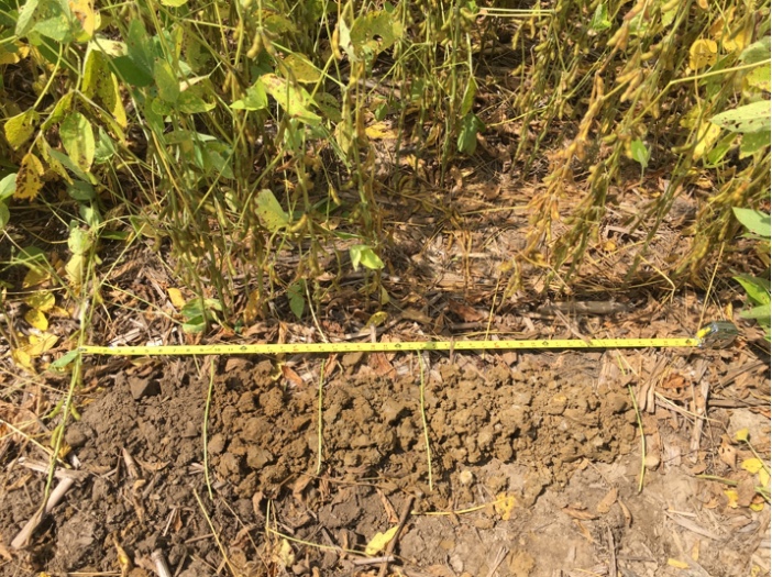Figure 7. Soil profile to a depth of 42” in the middle of highlighter green to yellowing (senescence) soybeans. The petioles are laid across the approximate soil layers. Evidence of saturated conditions were seen higher in the profile: manganese concretions ~15” depth, gleying in the middle of the profile, and saturated/sticky soil at ~30”. Gravel and rocks were showing up at 24”, which then prevented any further boring beyond 42”. August 31, 2018 in Shelby county.
