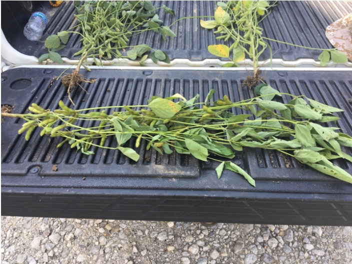 Figure 9. Dark green, healthy soybean with good root system and nodulation (upper left) vs. N-deficient soybeans (off-green and yellowing leaves) with poor root system and nodulation (upper right). Photo courtesy of Denny Cobb, Becks Hybrids. August 28, 2018 near Warsaw, IN.