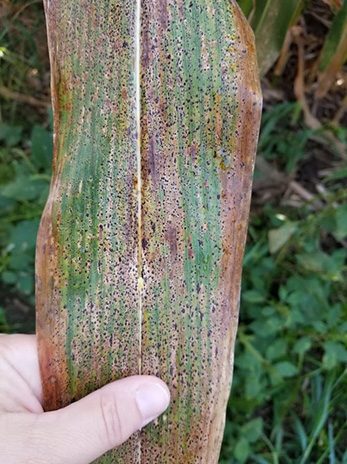 A multitude of tar spots on a corn leaf. (Photo Darcy Telenko)