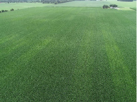 Figure 1. Shelby County sulfur (S) response trial in 2018. 16-row strips of light green corn can be seen where no S was applied to the corn crop. Where S was applied, the corn had darker green color.