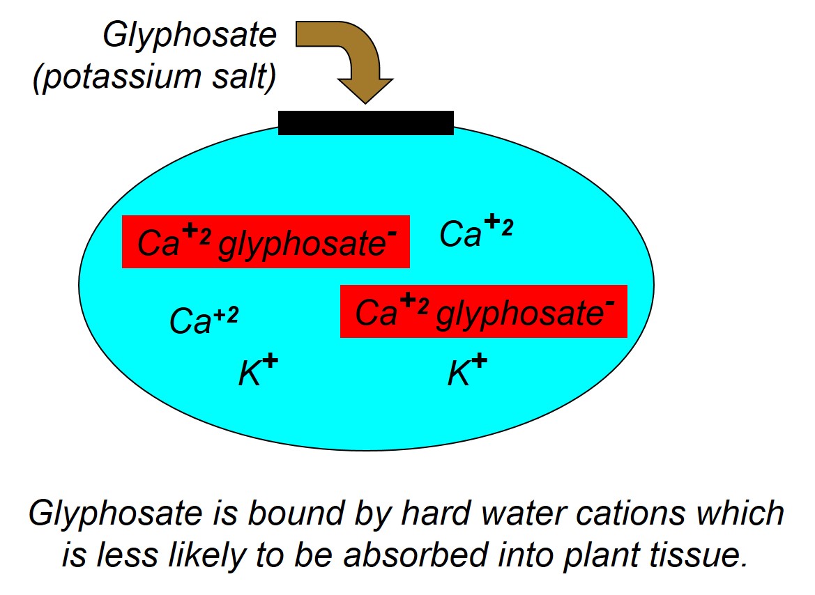  Figure 1. Glyphosate molecules in hard water.