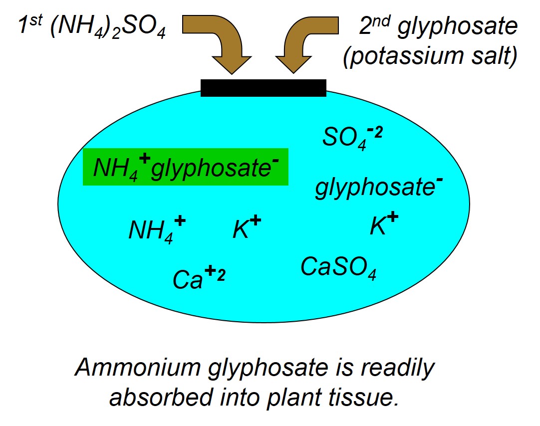 Figure 2. Glyphosate molecules in hard water plus Ammonium Sulfate (AMS).