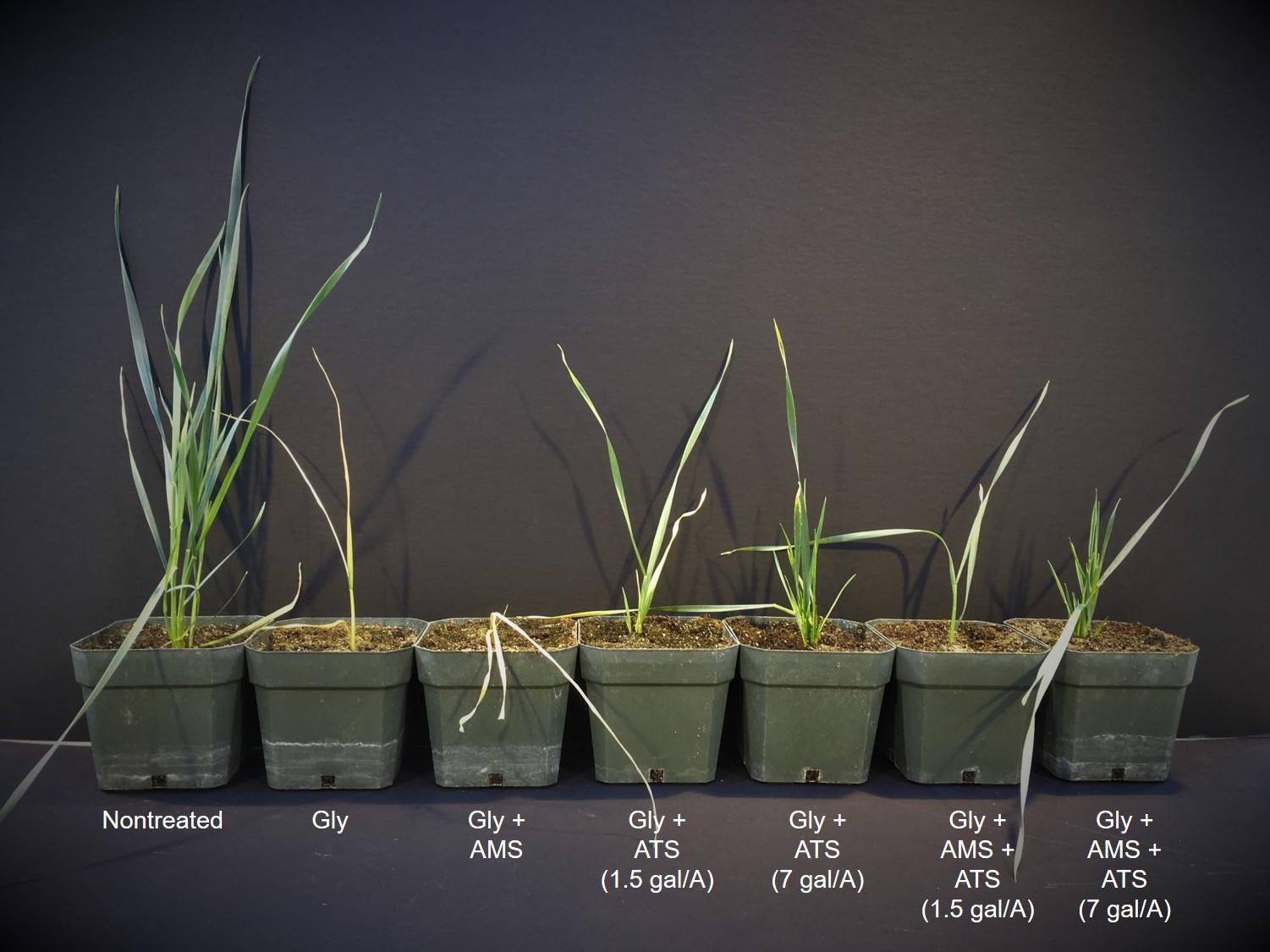 Effect of ammonium thiosulfate (ATS) on glyphosate activity on wheat 11 days after treatment