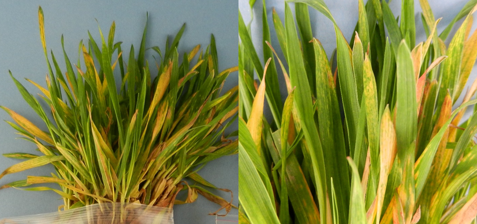 Figure 1. Wheat infected by wheat spindle streak mosaic virus (WSSMV). Typical display of spindle-like chlorotic lesions of WSSMV on foliage and mosaic pattern. Yellow, mottled, mosaic patterns can also be a symptom of SBWMV infection. 