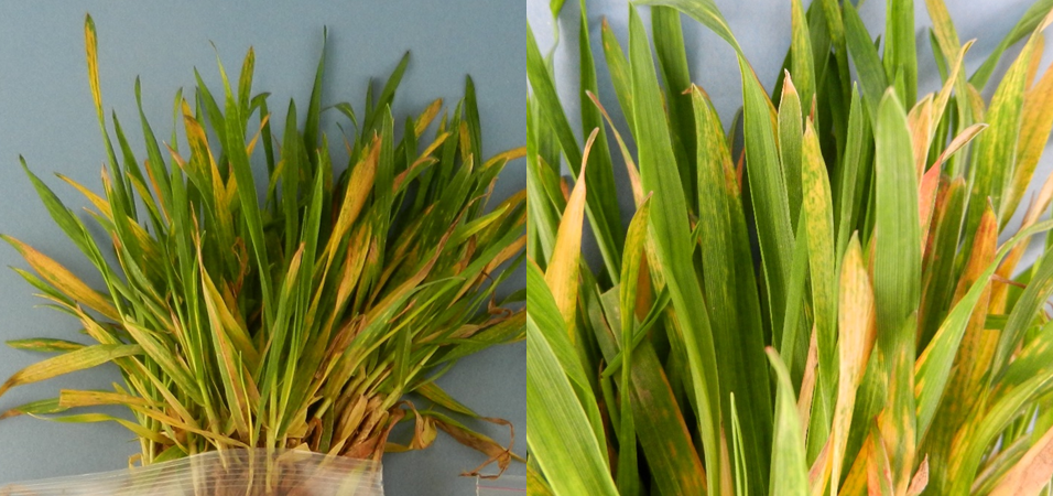 wheat streak mosaic virus