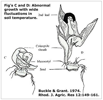 Figures C and D: Abnormal growth with wide fluctuations in soil temperature.