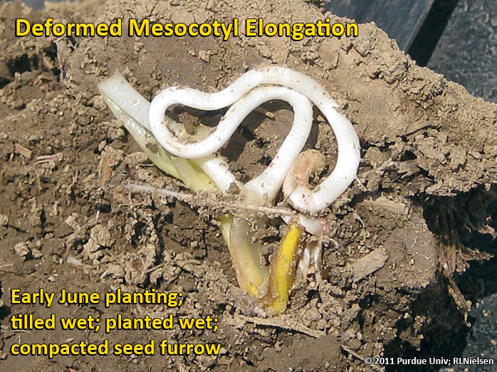 Deformed cesocotyl elongation caused primarily by seed furrow compaction.