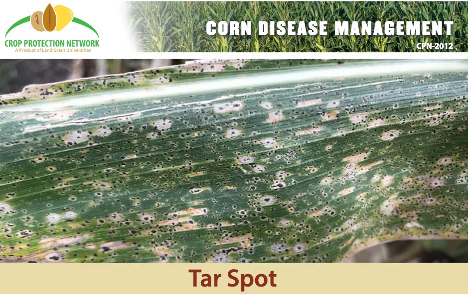 Tar Spot article (https://crop-protection-network.s3.amazonaws.com/publications/tar-spot-filename-2019-03-25-120313.pdf)