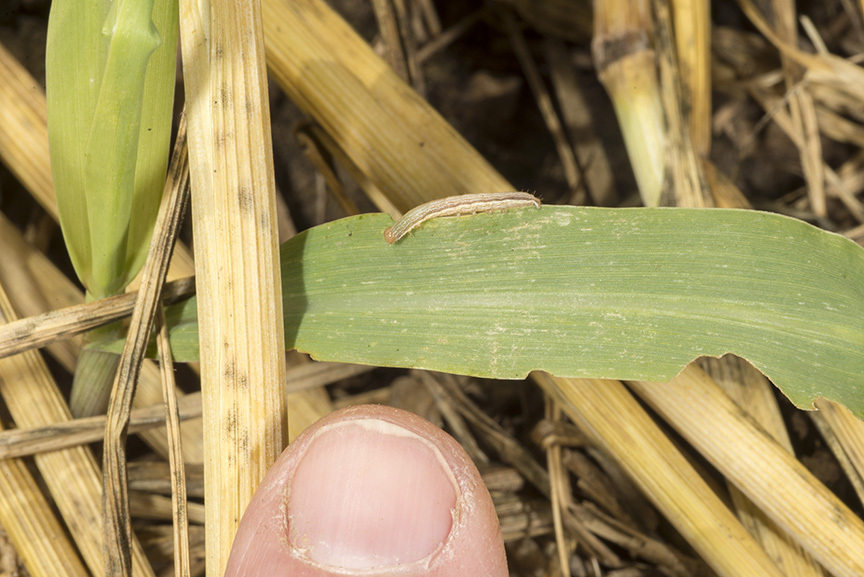 Young armyworm larva and early corn leaf damage.