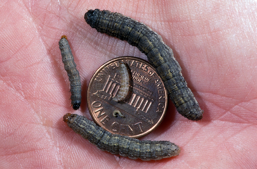 Black cutworm instars (i.e. size) 2 through 6, 4th instar is left of the penny.