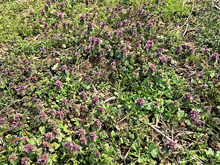 Figure 1.  Mixed patch of marestail (horseweed), henbit, and purple deadnettle in the spring at burndown.