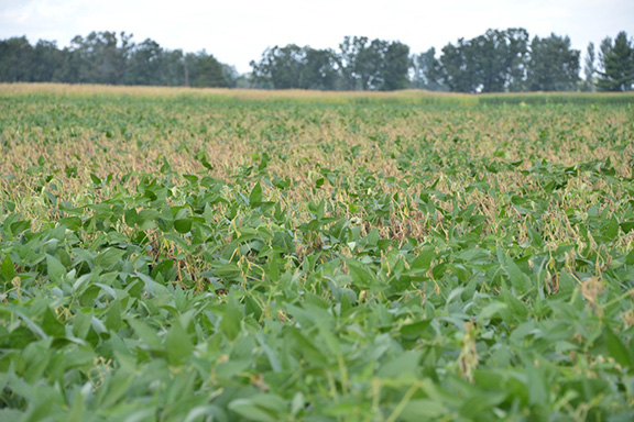 Figure 2. White mold in a soybean field. Photo credit: Damon Smith